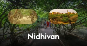 Nidhivan vrindavan
